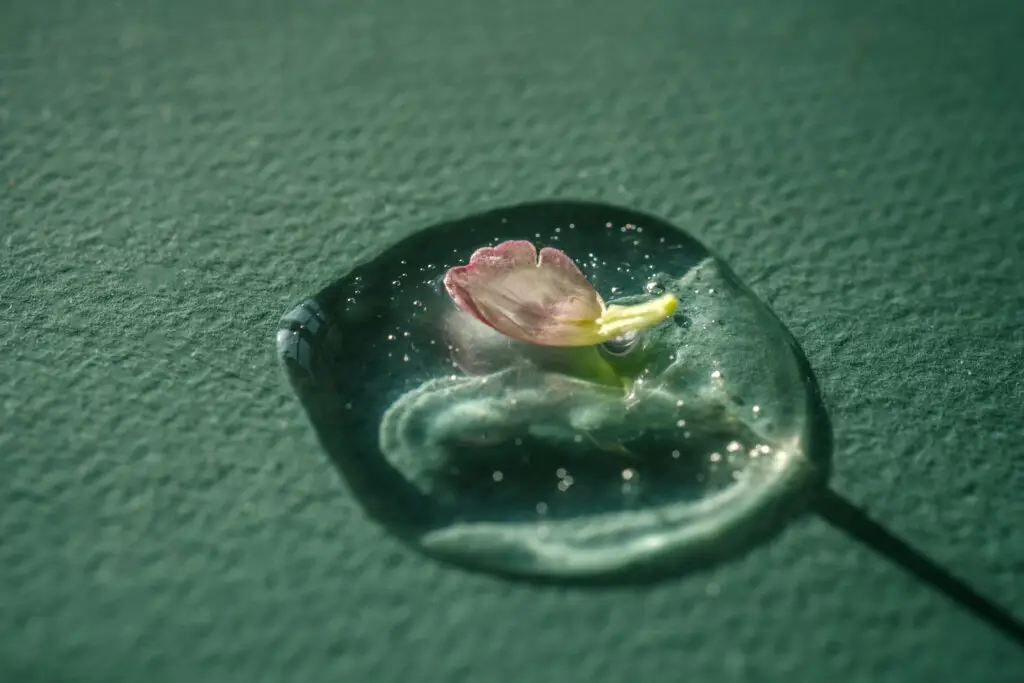 Blume auf Wasser Tropfen